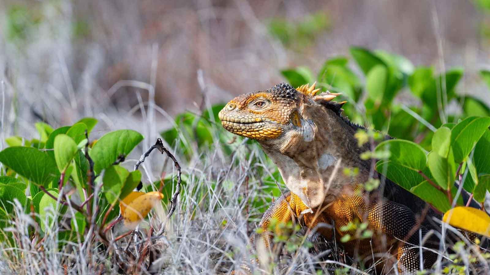 Cerro Dragón | Land Iguana | Galapagos Islands