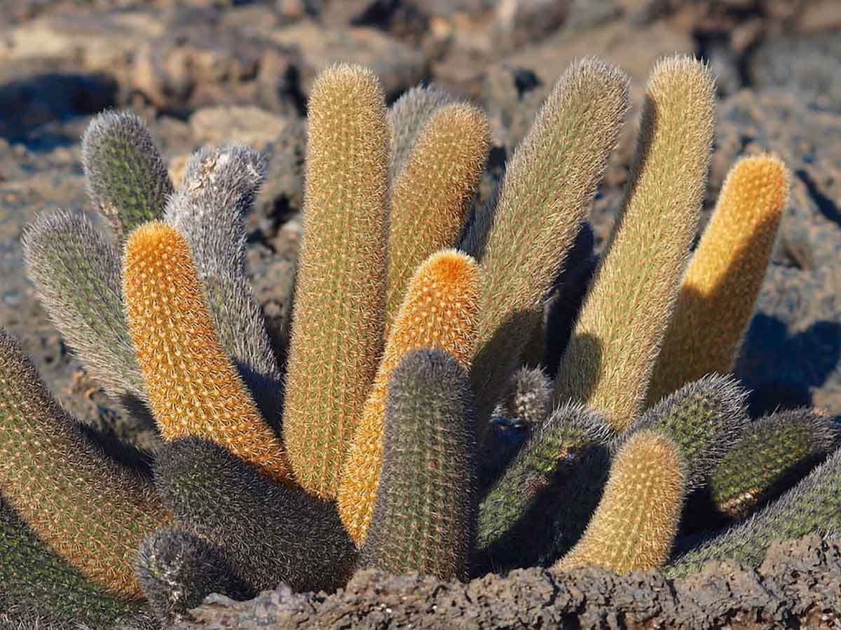 Punta Moreno | Galapagos Islands