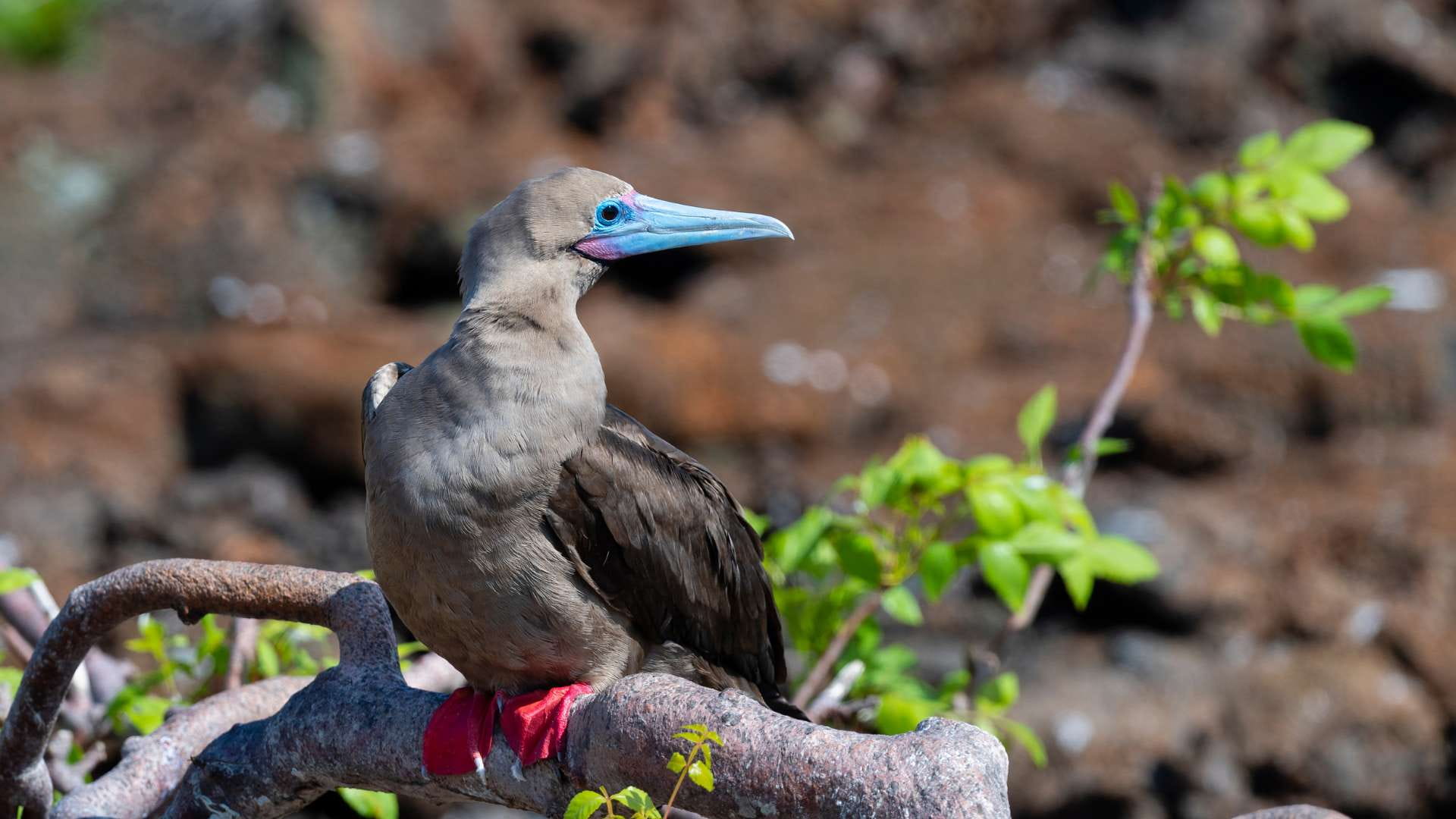 Punta Pitt | Red footed boobies | Galapagos Islands