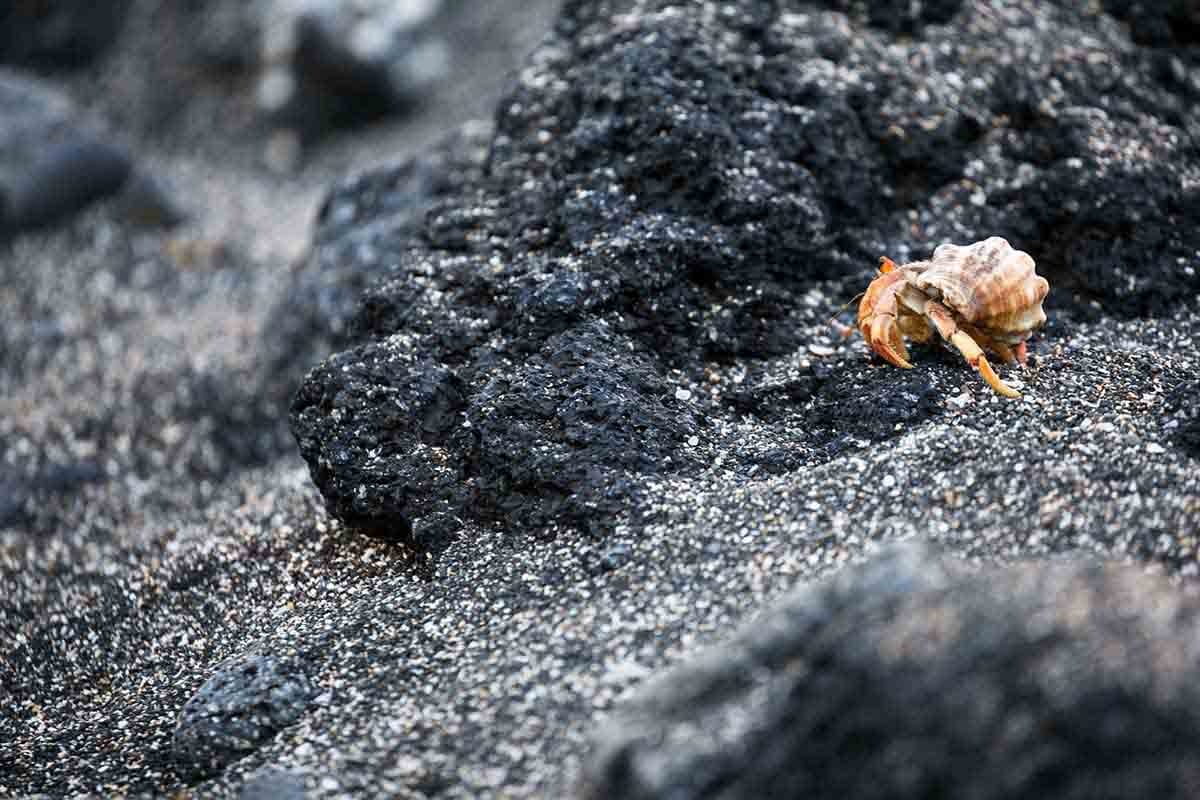 Bahía Urbina | Crustacean | Galapagos Islands