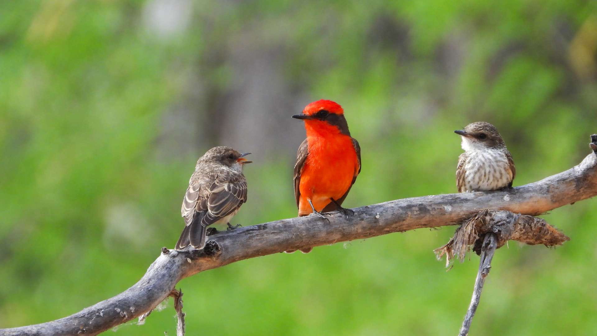 Monte Crocker | Vermillion flycatcher | Galapagos Islands