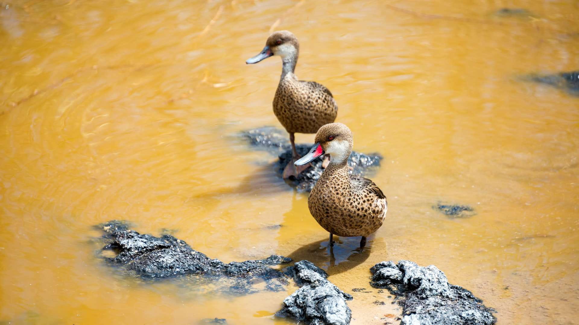 Laguna El Junco | White-cheeked pintails | Galapagos Islands