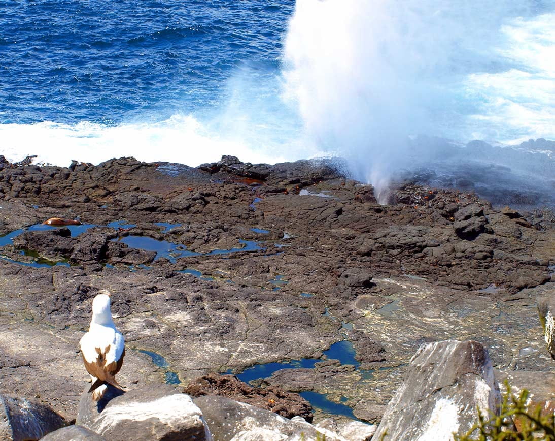 Punta Suarez | Galapagos Islands